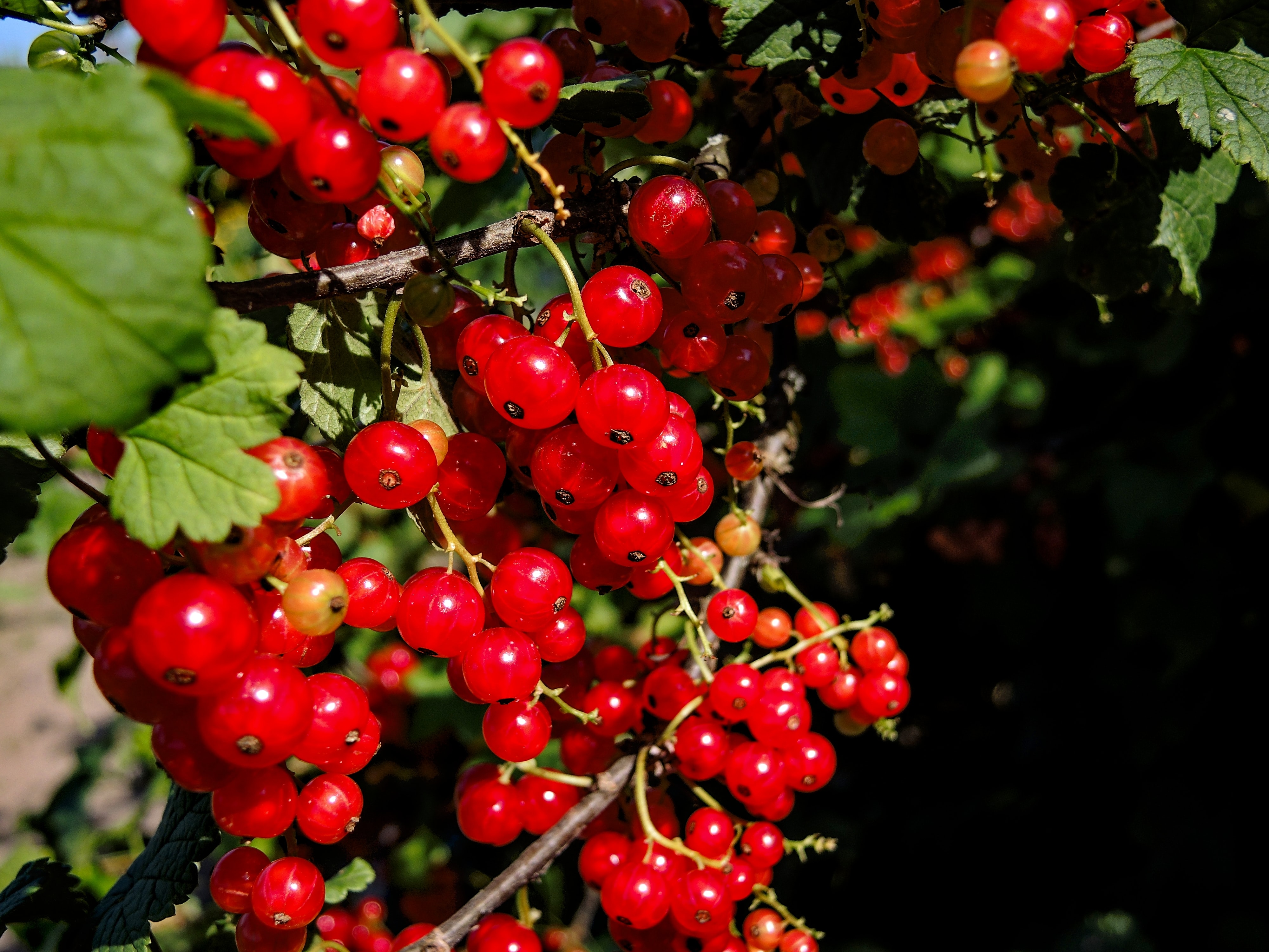 Johannisbeeren pflanzen, pflegen & ernten