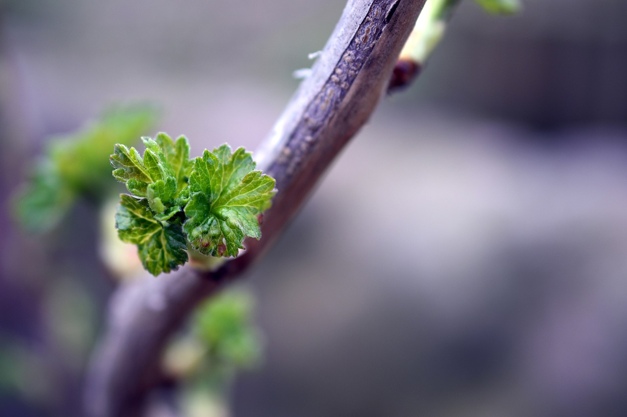 Currant cuttings with fresh, young leaves