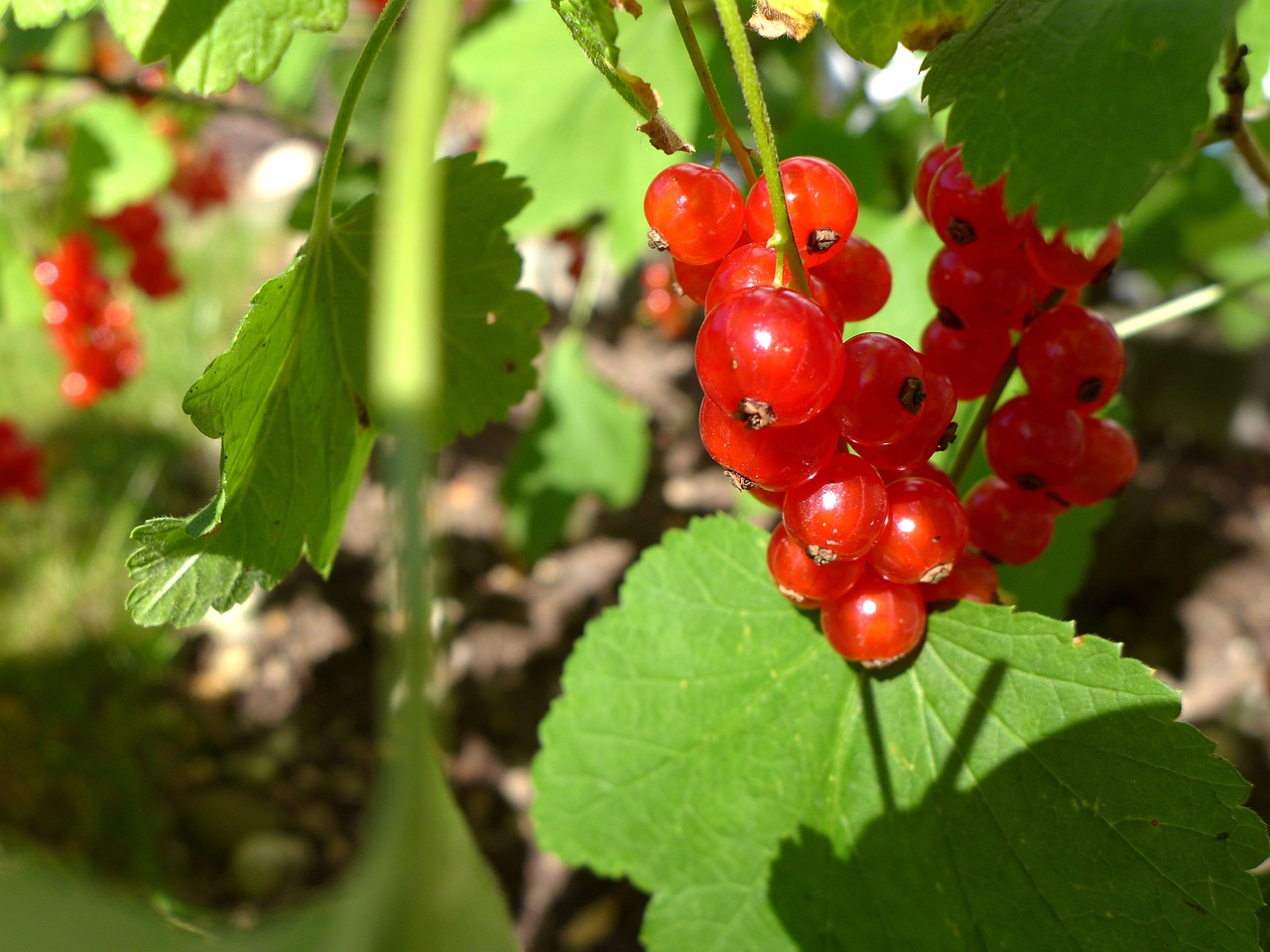 Ripe red currants on the bush