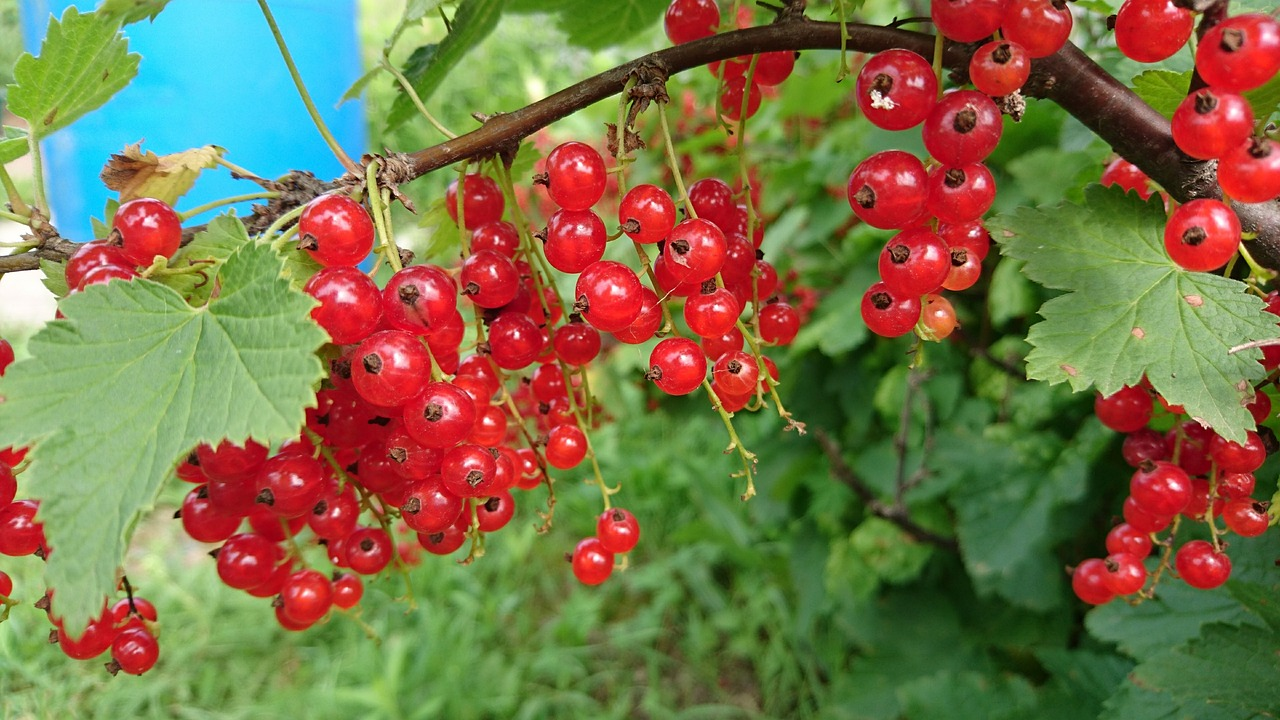 Pruning, fertilizing & propagating currants: Care tips