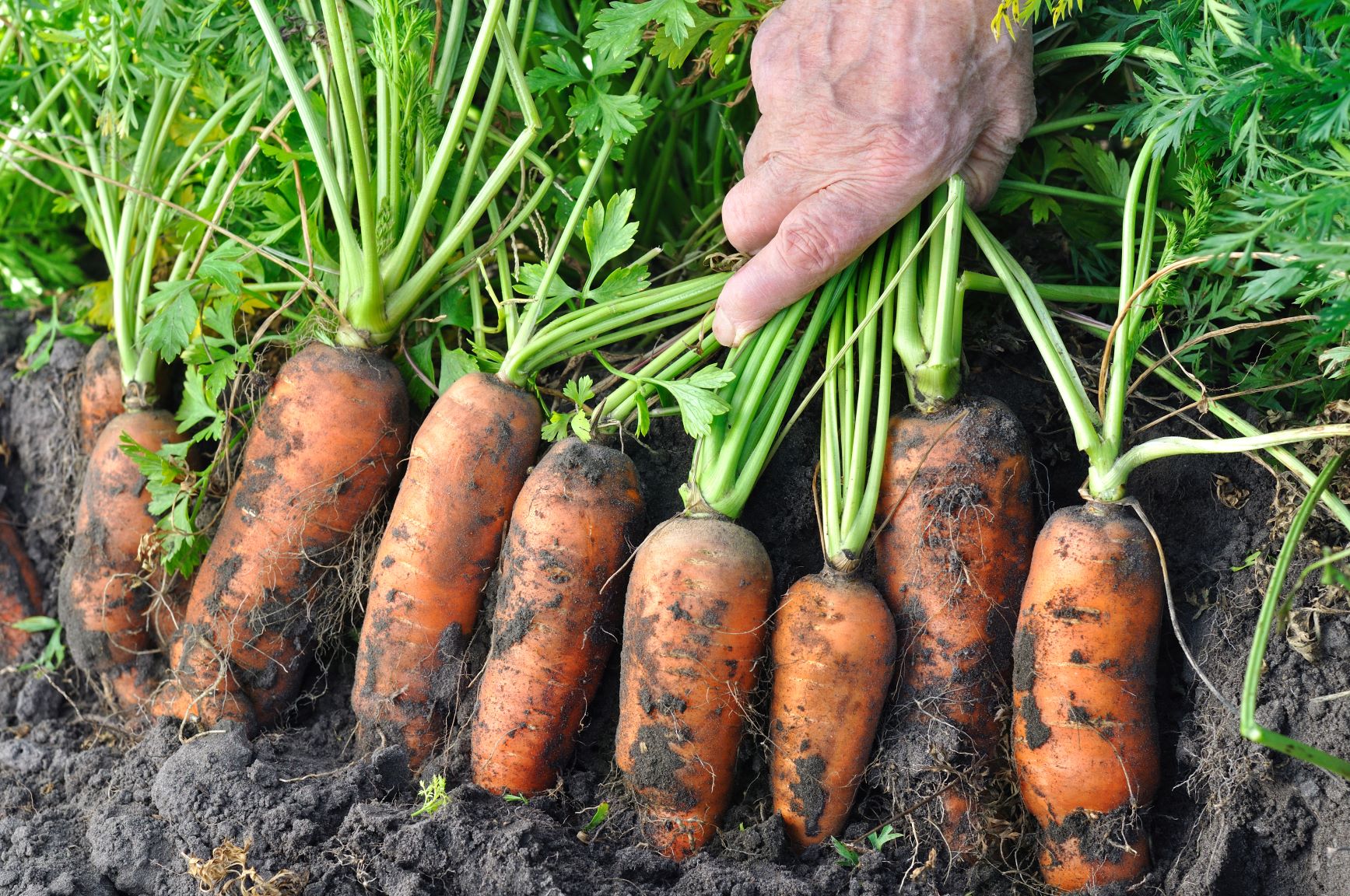 Carrot harvest