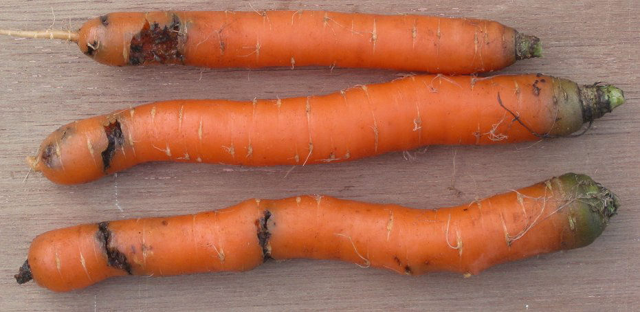 Carrot fly damage pattern