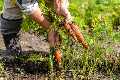 Growing carrots: It's that simple