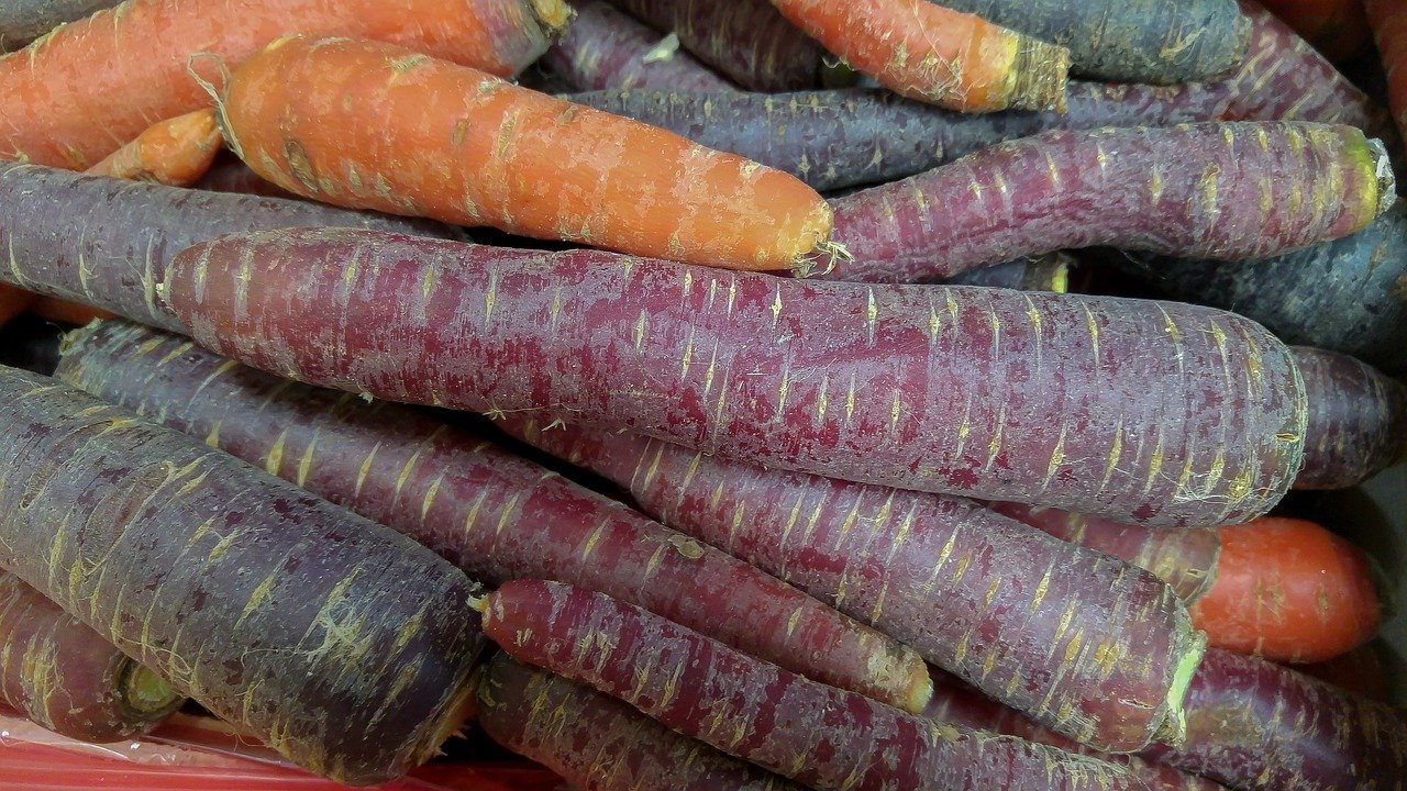 Lila Karottensorte