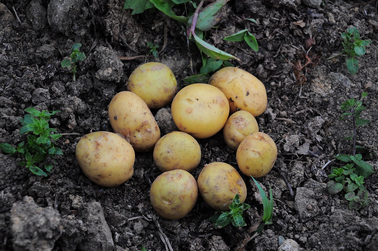 Pflanzkartoffeln