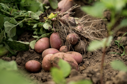 Harvesting potatoes: this is the right time