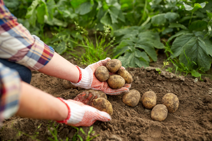 Kartoffeln setzen & anbauen: Tipps zum Kartoffeln pflanzen
