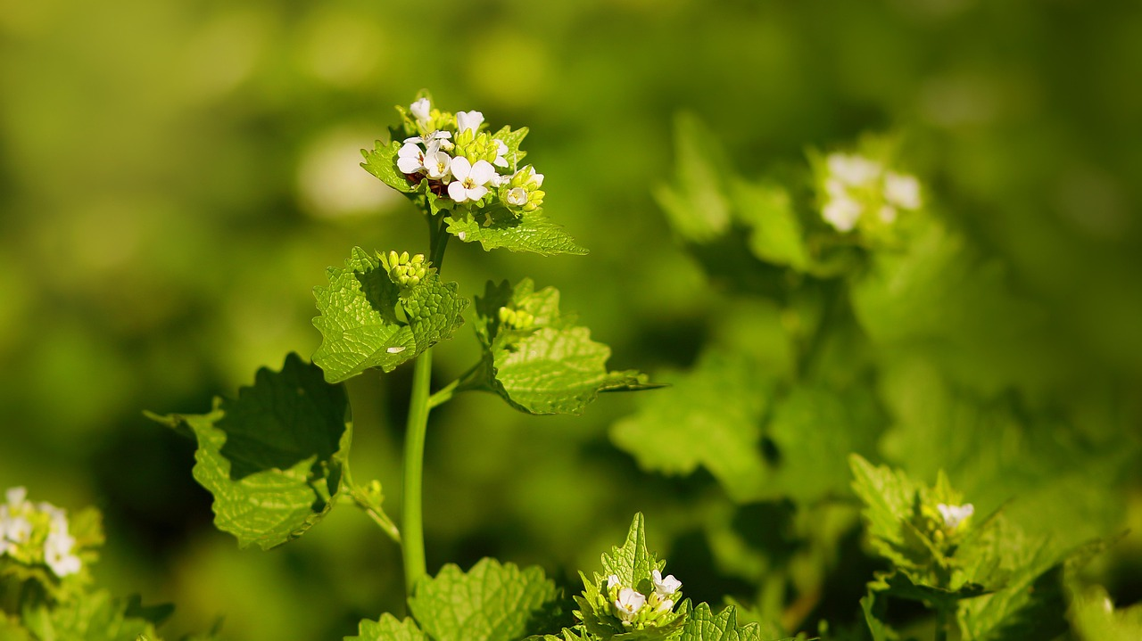 Garlic Mustard as a Medicinal Plant: Tips for Foraging & Use