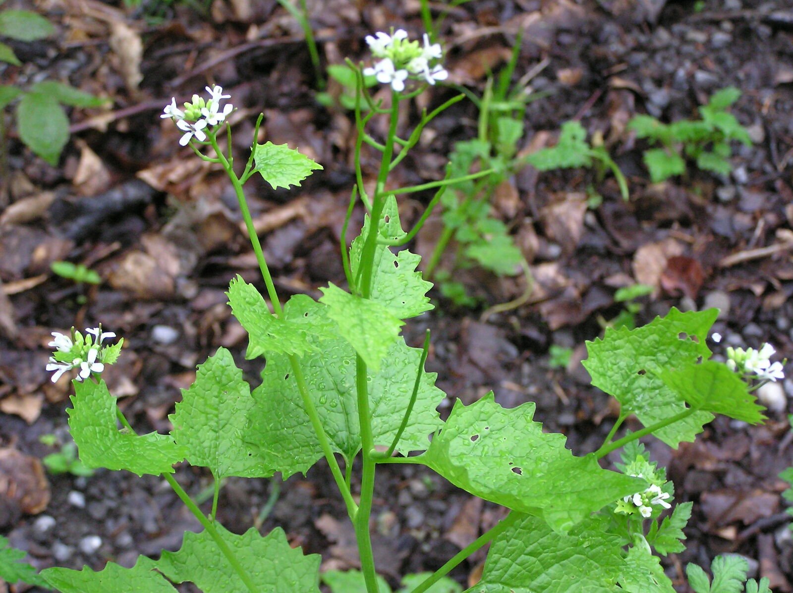 Knoblausrauke in der Blüte