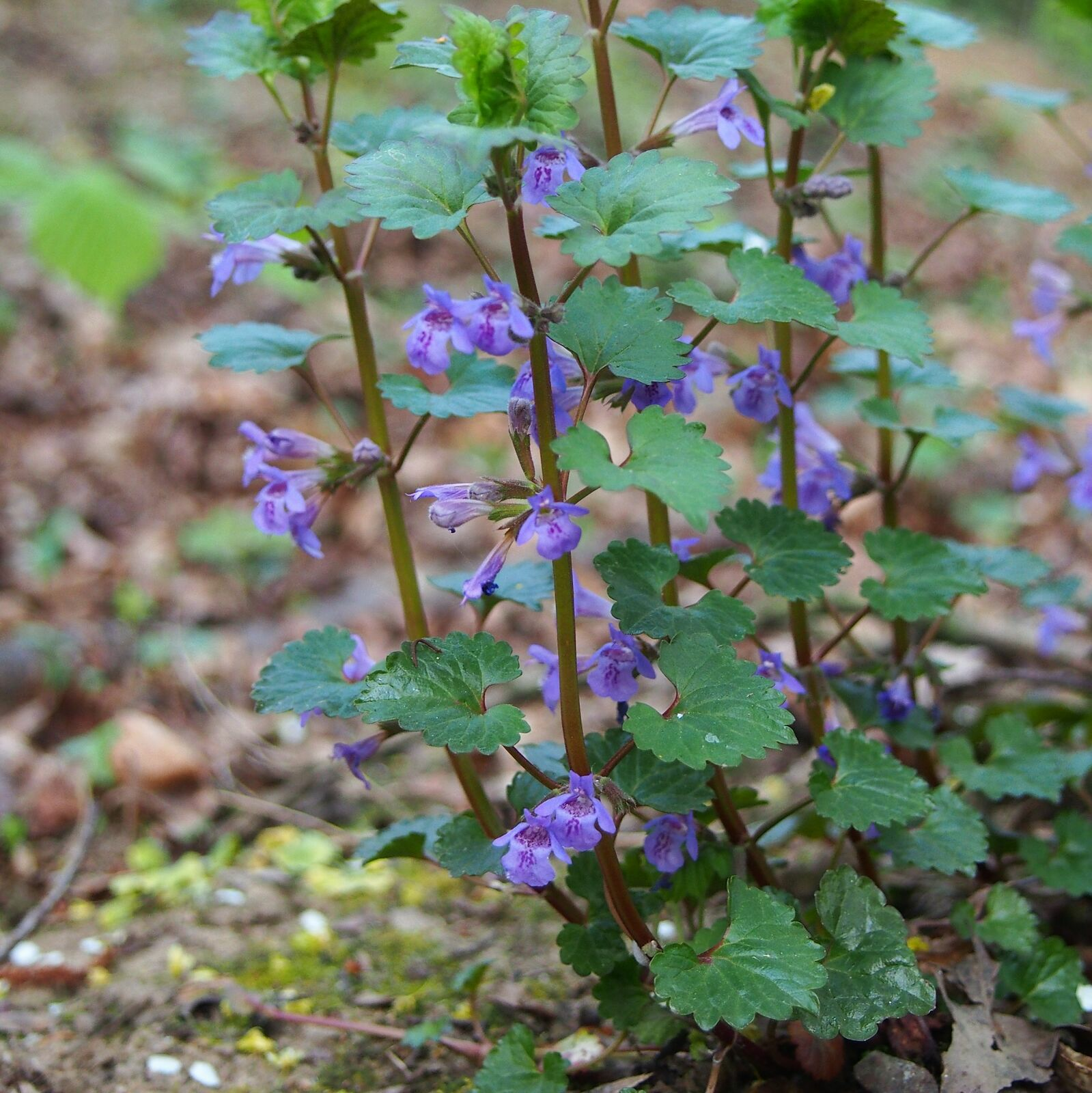 Gundermann (Glechoma hederacea) in der Blüte./ Bild von Von Agnieszka Kwiecień, Nova - Eigenes Werk, CC BY-SA 4.0