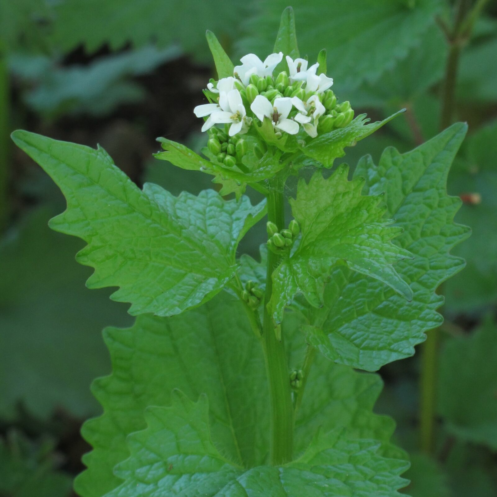 Knoblauchsrauke (Alliaria petiolata) in der Blüte./ Bild von Robert Flogaus-Faust - Eigenes Werk, CC BY 4.0