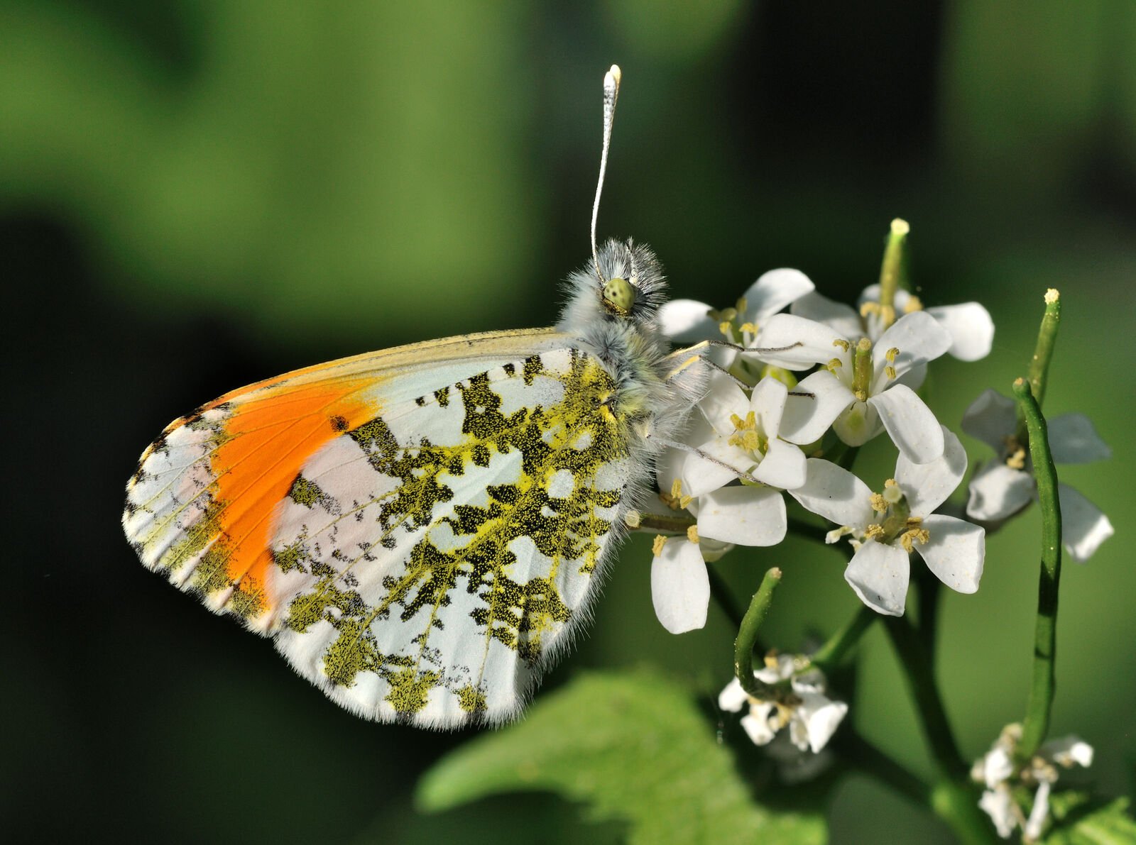 Männlicher Aurorafalter (Anthocharis cardamines)