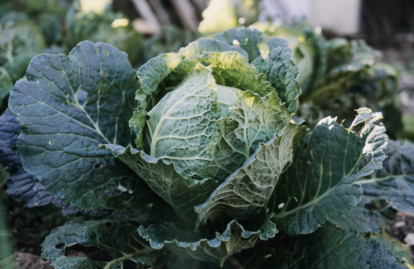 Savoy cabbage head