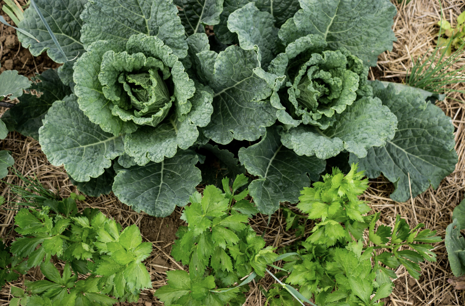 Mixed cabbage and celery