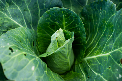Planting and growing cabbage: an overview