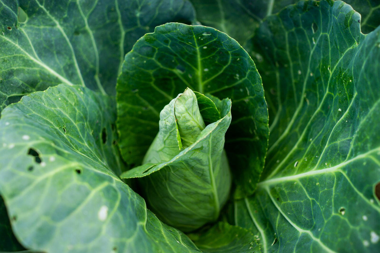 Planting and Growing Cabbage: How to Succeed