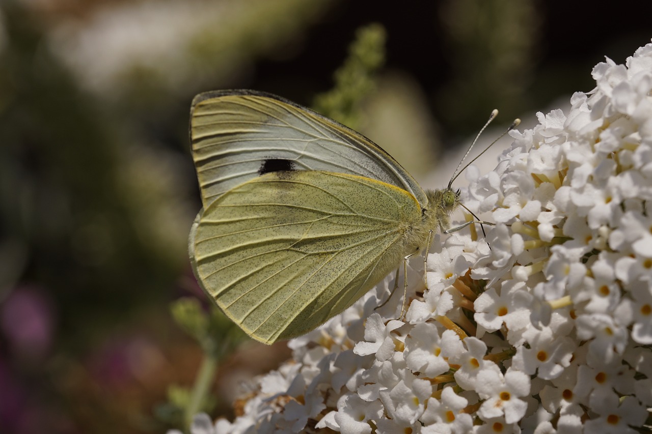 Large cabbage white butterfly