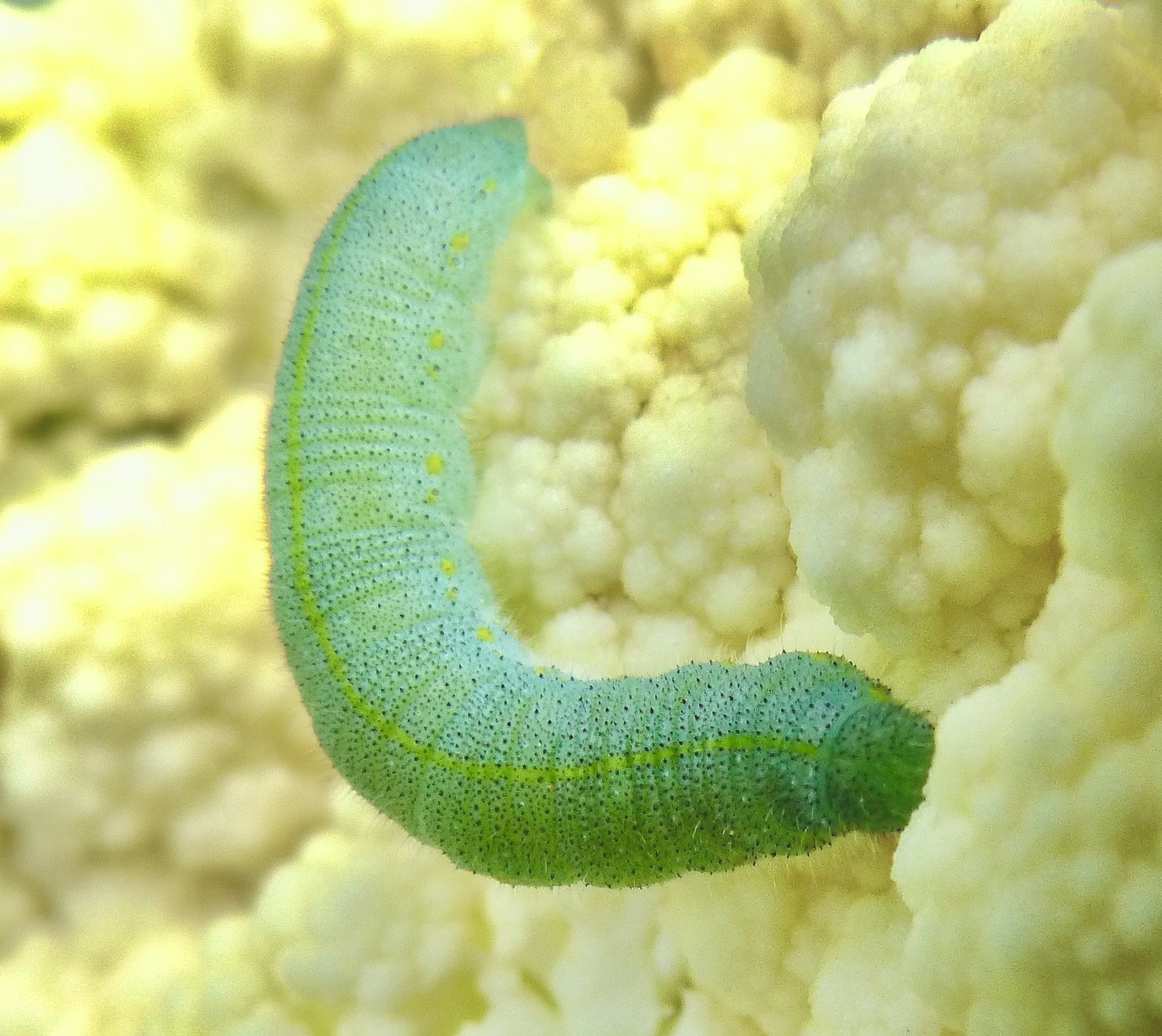 Caterpillar of the small cabbage white butterfly