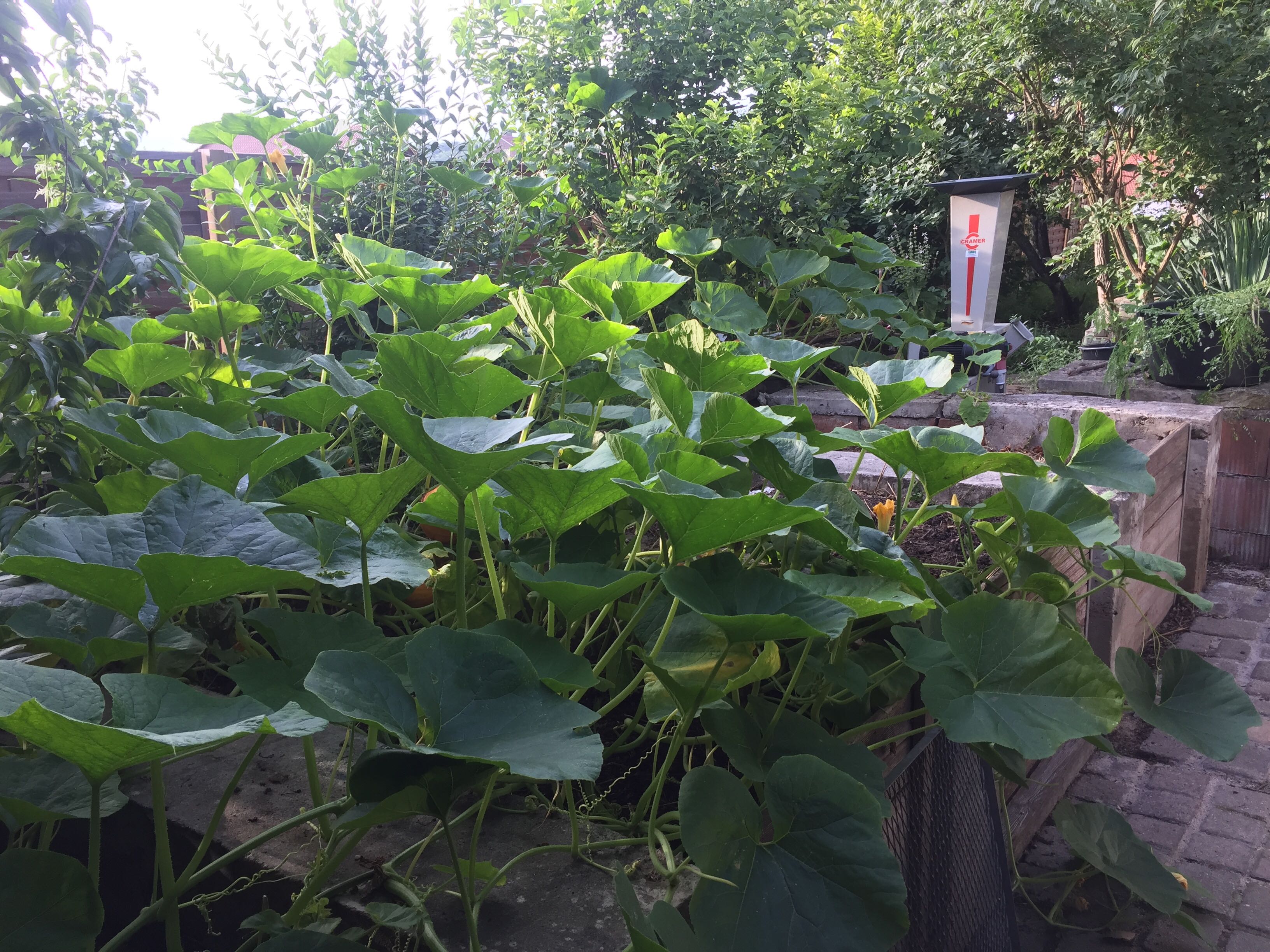 Compost with pumpkin plant