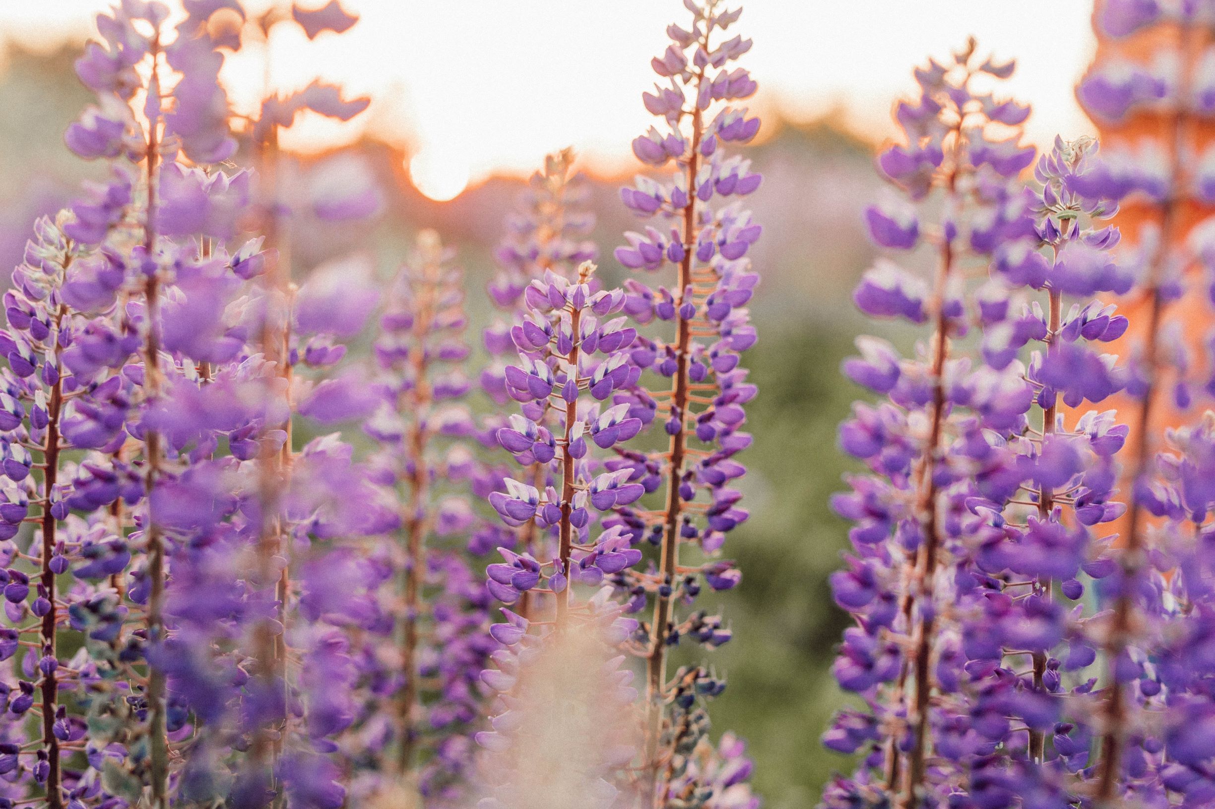 Lupine meadow