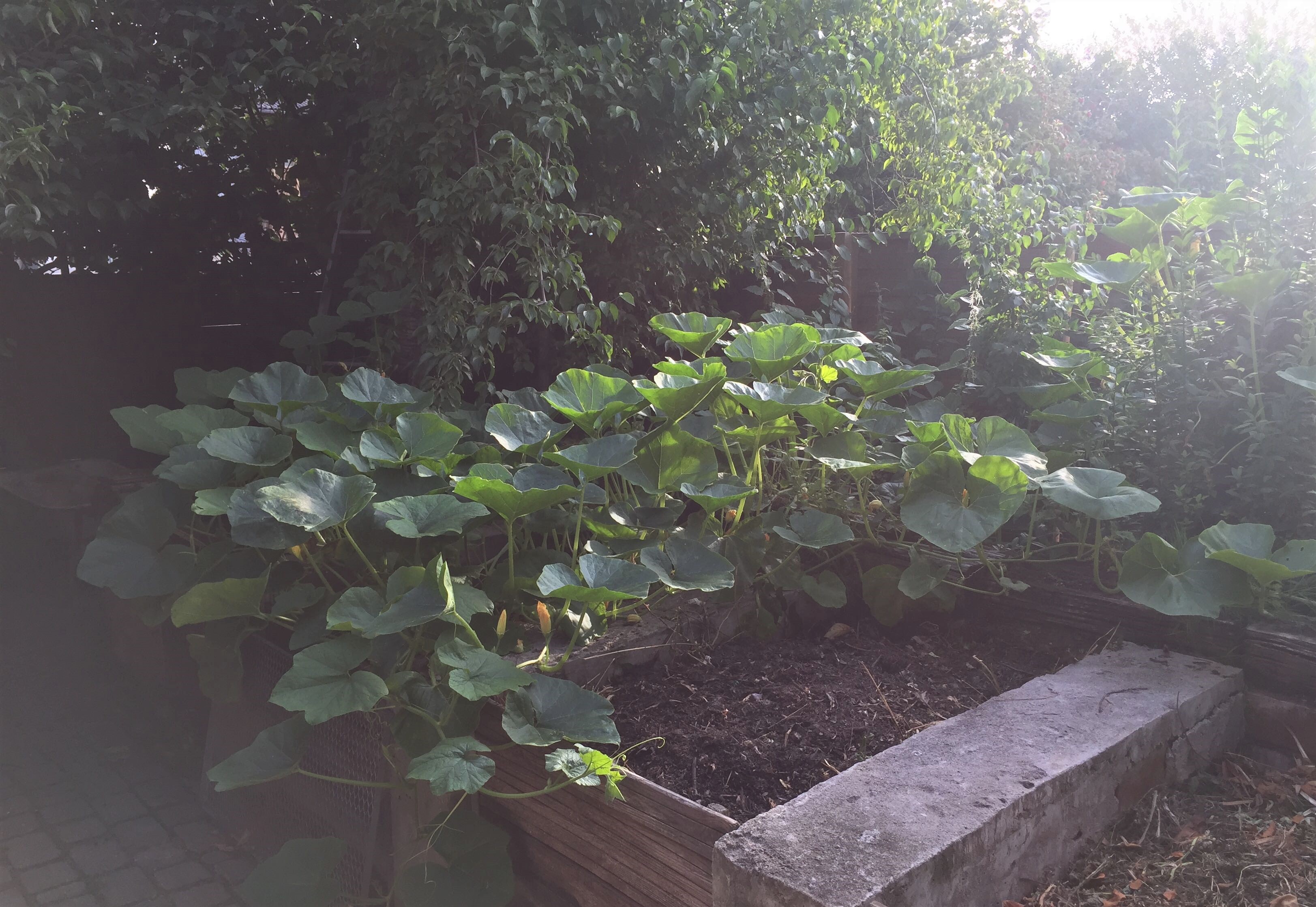 Compost heap overgrown with pumpkin