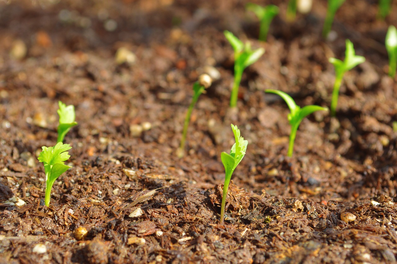 Freshly sprouted coriander seeds 