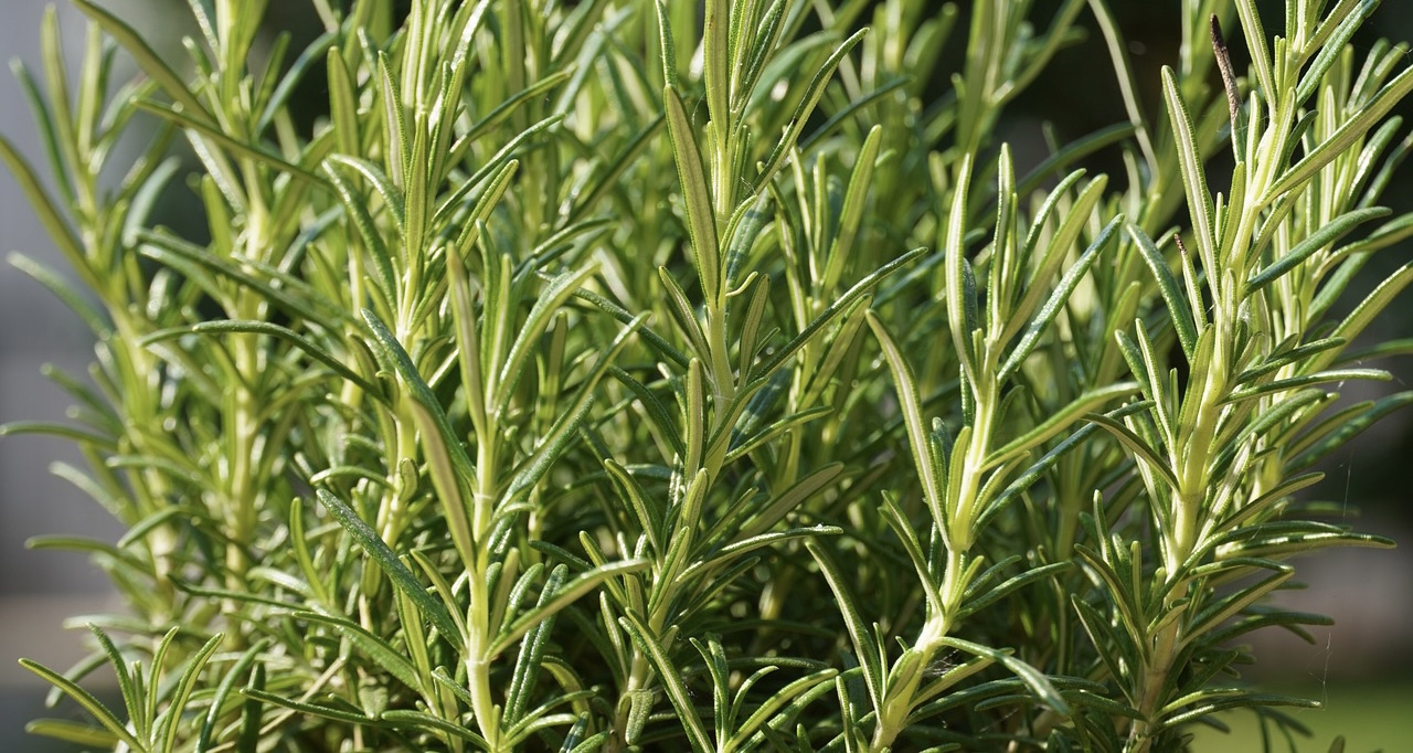 Planting rosemary in a raised bed