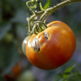 Brown rot on tomatoes: recognizing and getting rid of it