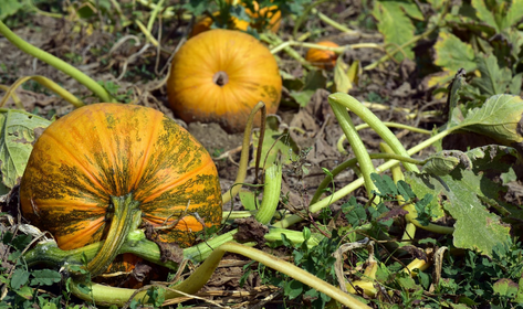 How to Store and Harvest Pumpkins