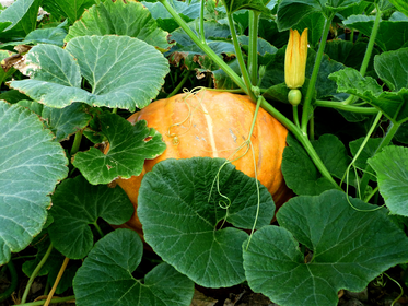 Pumpkin care: 6 tips for a rich harvest