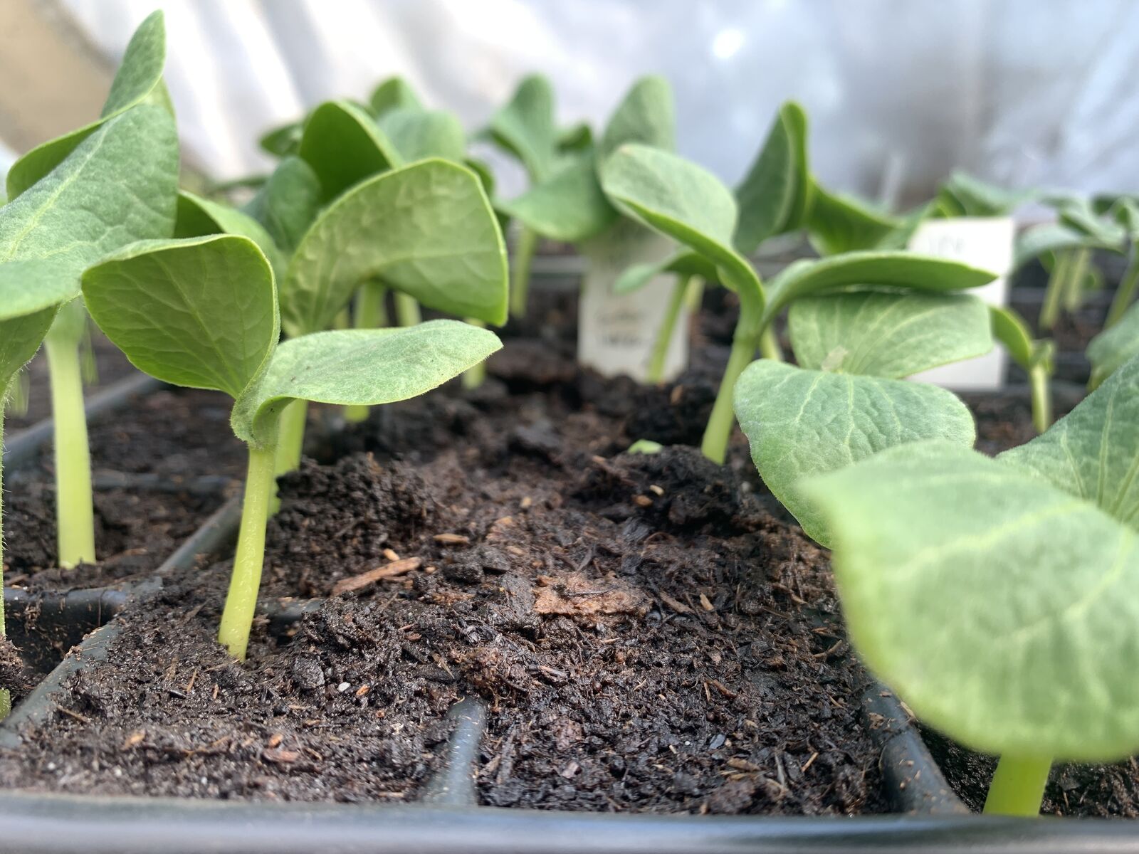 Pumpkin seedlings
