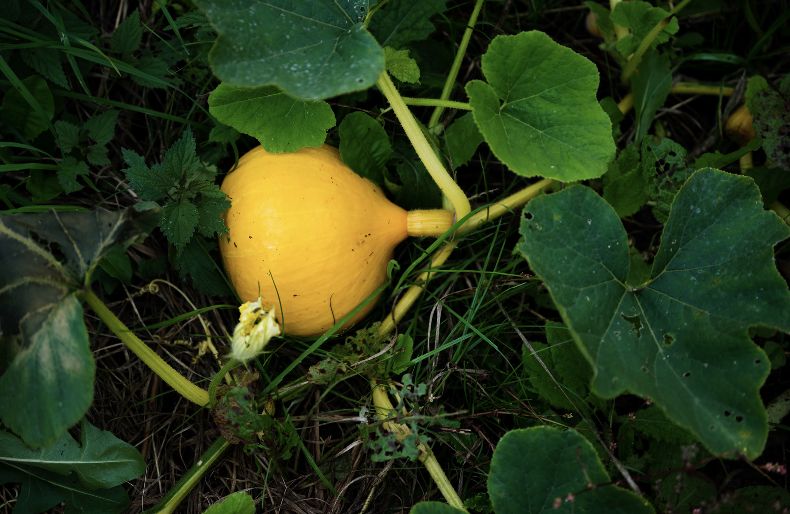 Pumpkin plant in the bed