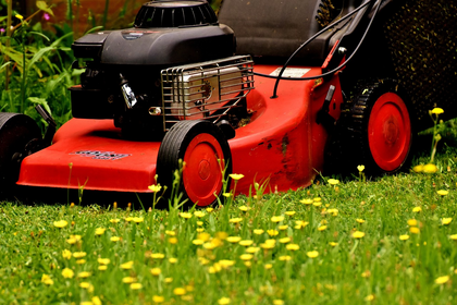 Mähfreier Mai erklärt: No Mow May