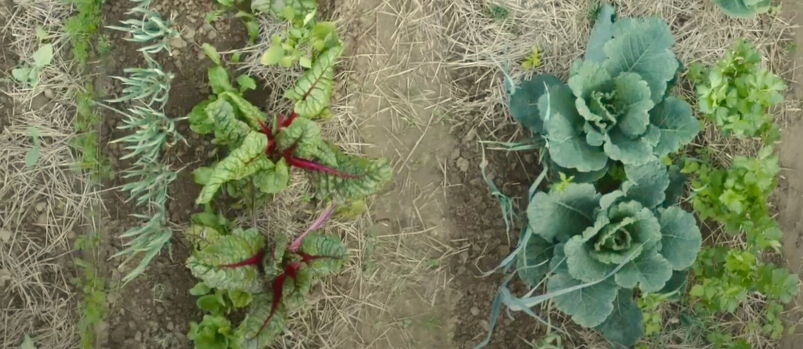 Mixed cultivation with chard, cabbage and beans.