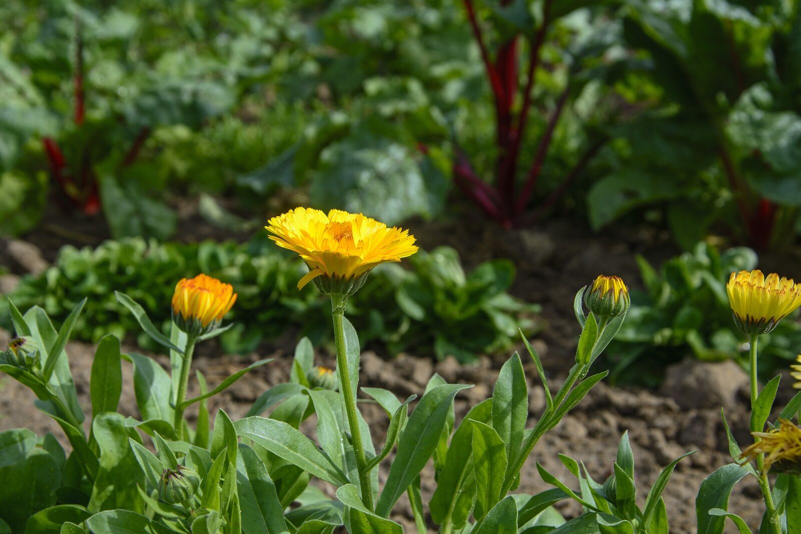 Lettuce and marigolds make good bedding partners for chard