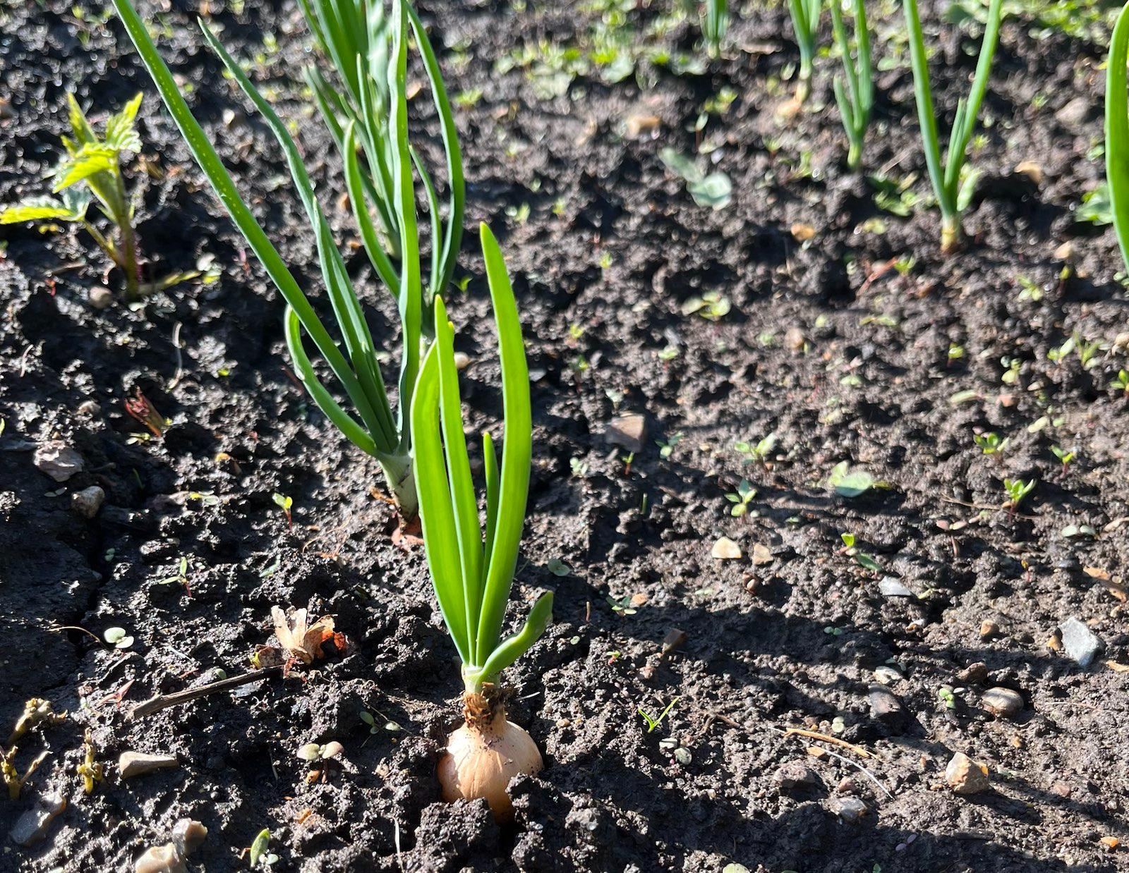 Garlic and onions against mildew and pests