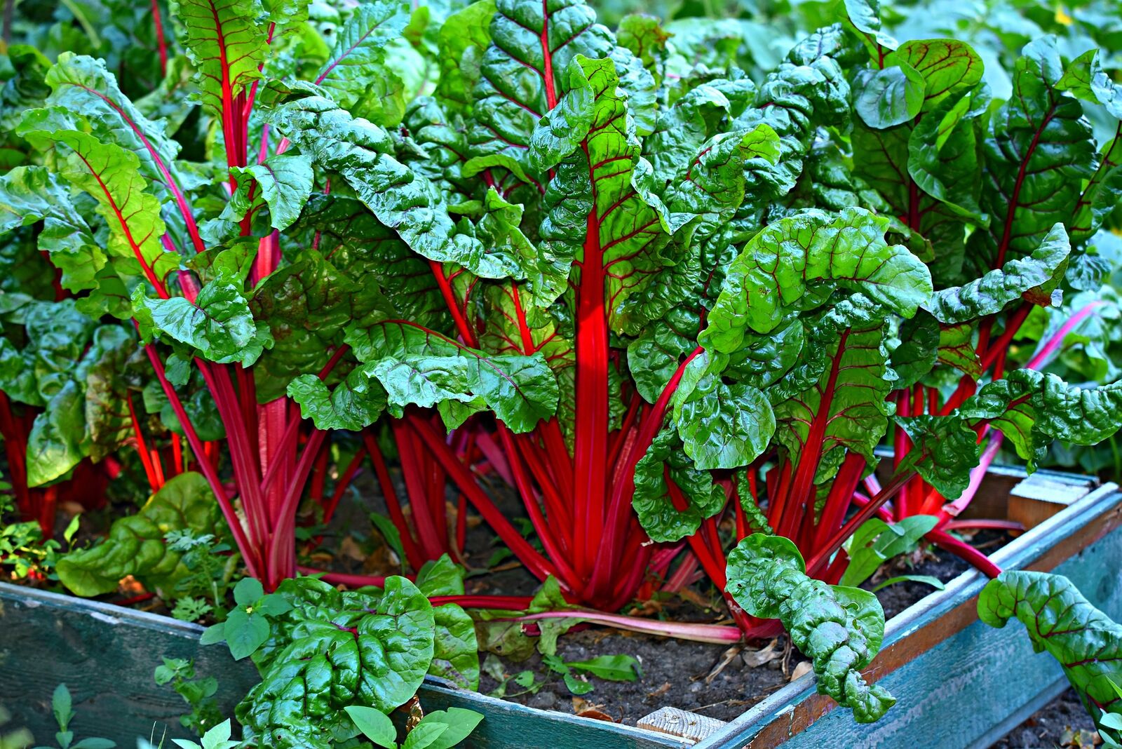 Chard as a good planting partner in the vegetable patch