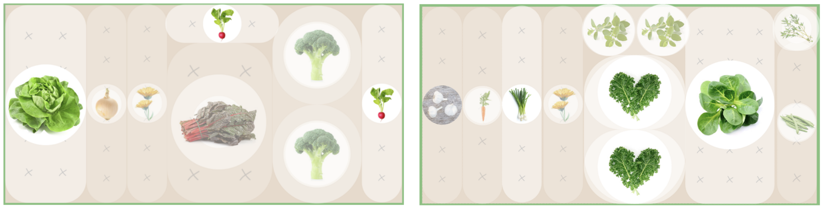 Pre-cultivation and post-cultivation for chard