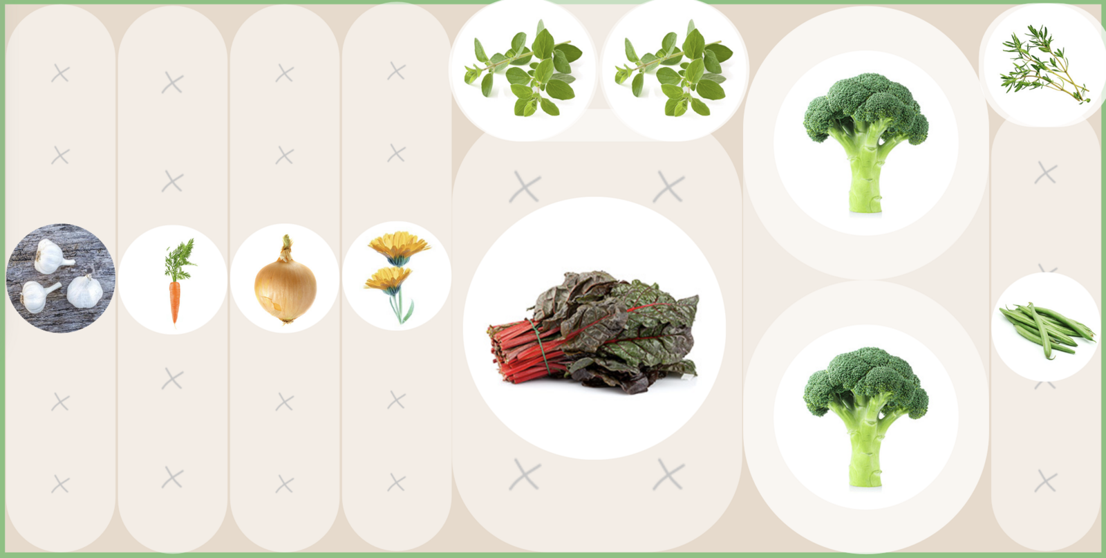 Chard planting plan for the main crop