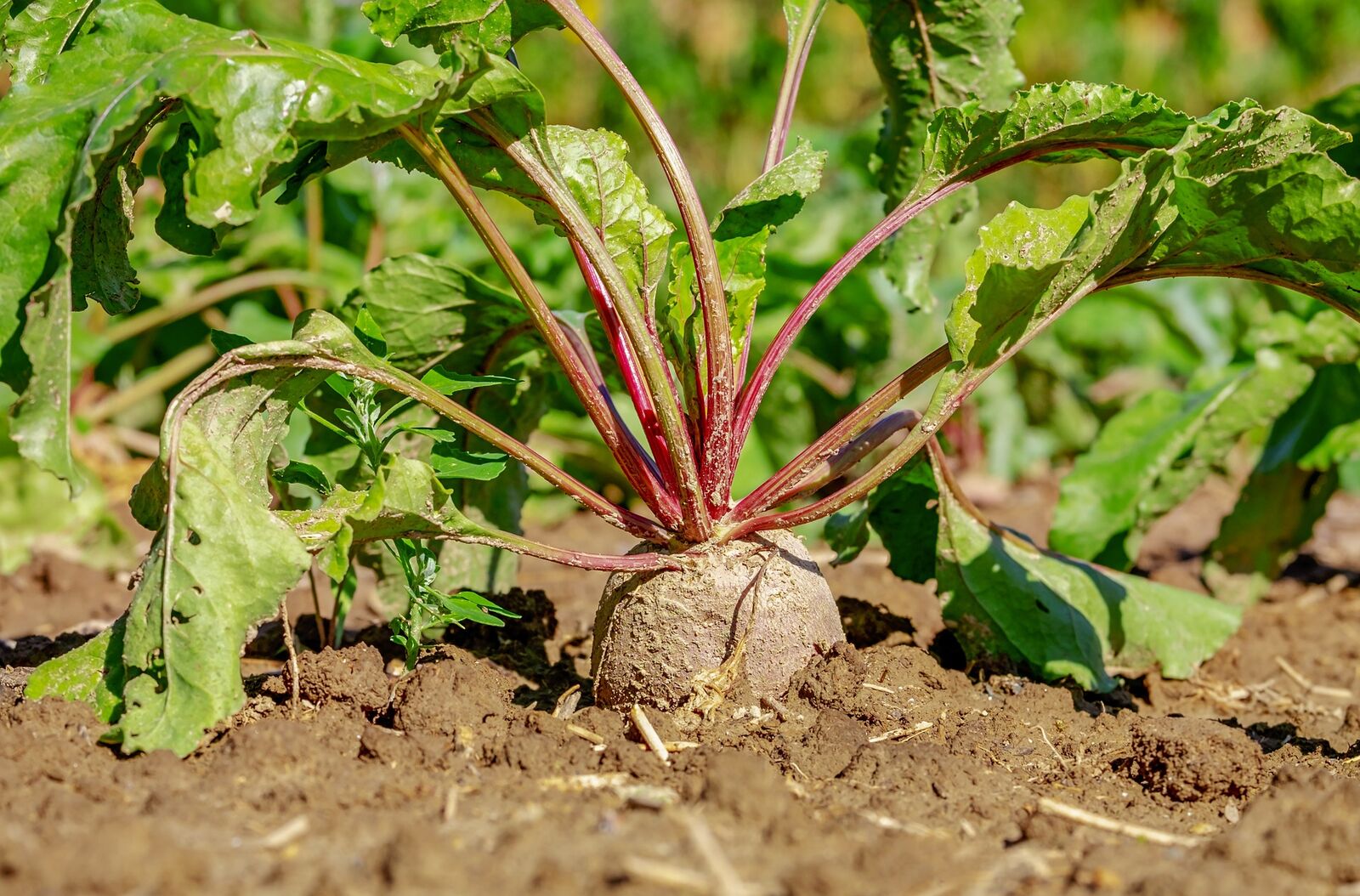 Schlechte Nachbarn für Rote Bete