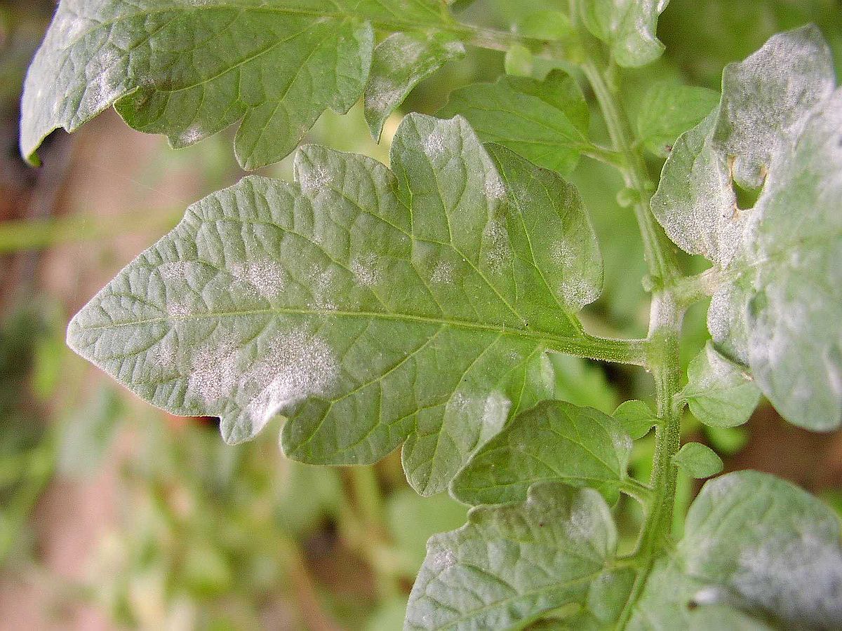 Powdery mildew on tomato leaves