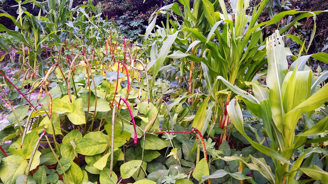Milpa bed with red fire beans