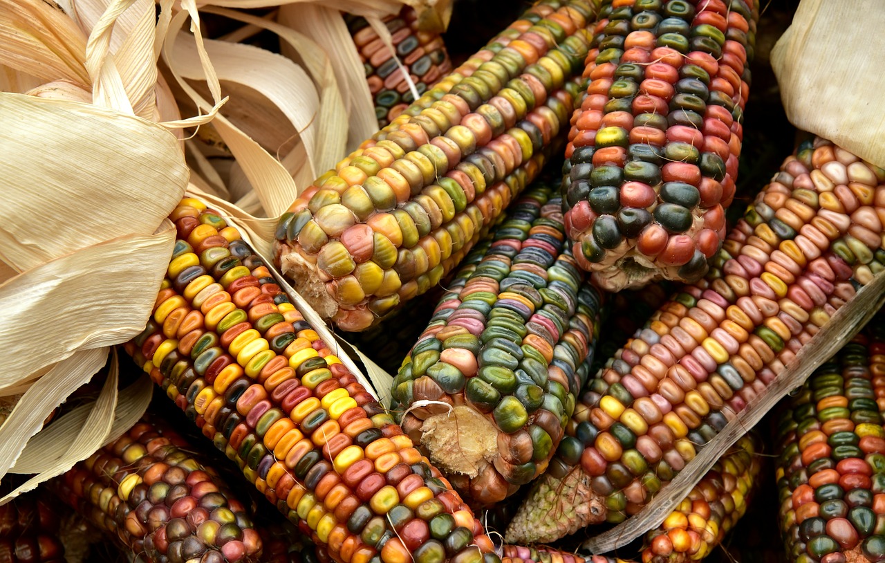 Colorful corn 
