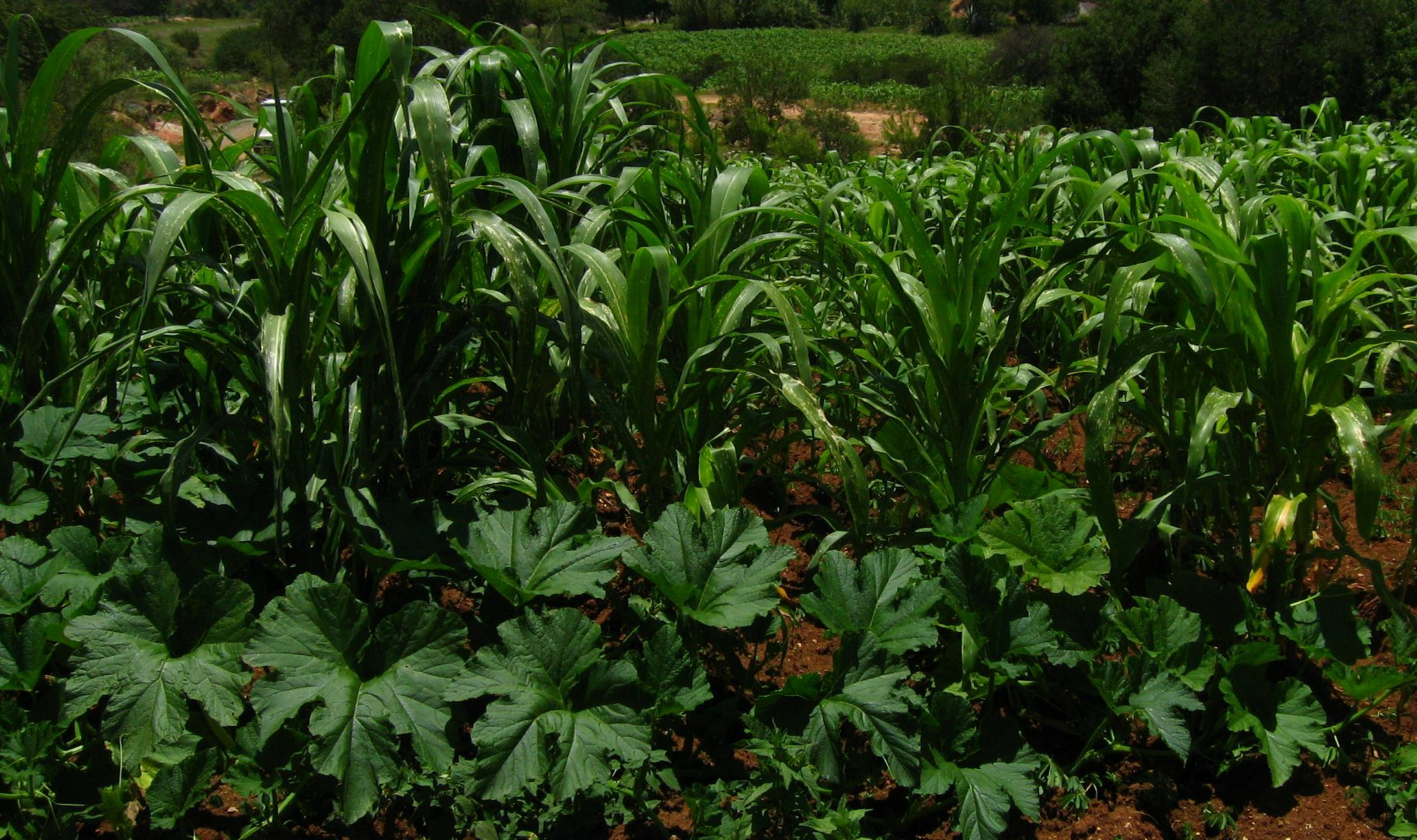Milpa-Beet anlegen: Mais, Bohnen & Kürbis in der Mischkultur