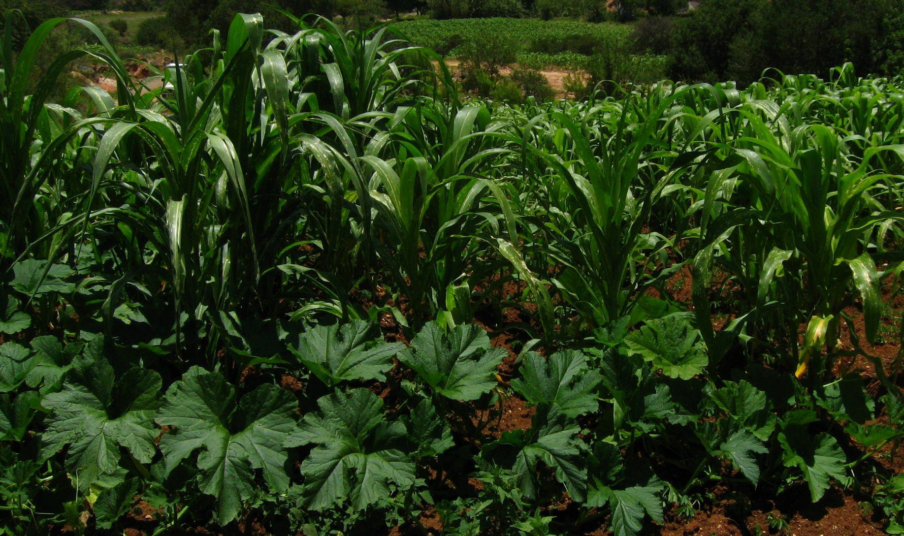 Create a Milpa: Planting the Three Sisters (+ Planting Plan)