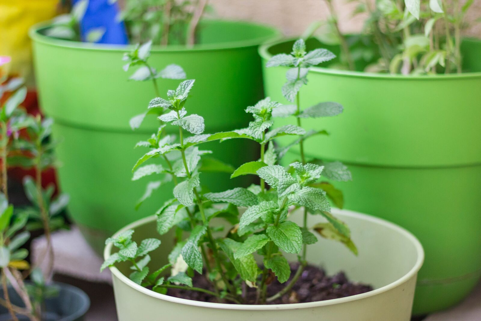 Mint cuttings in a pot