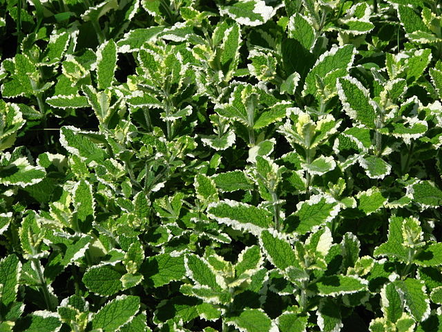 Pineapple mint
