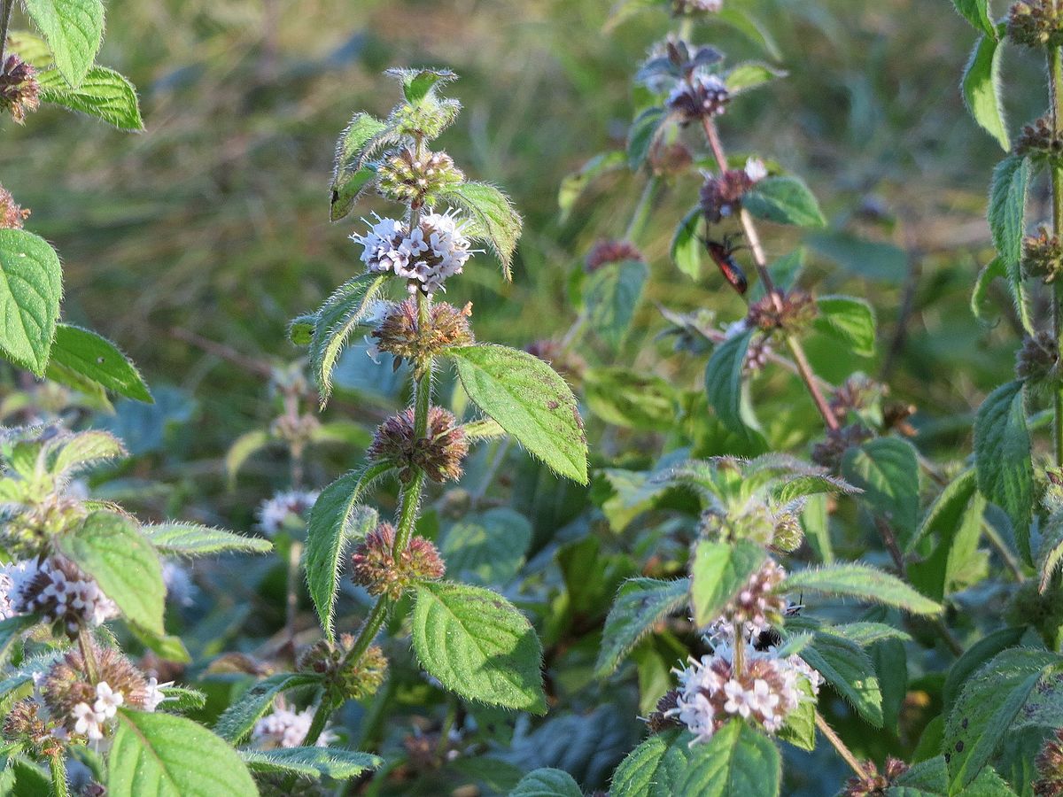 Field mint