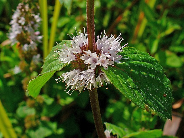 Pole mint with flowers