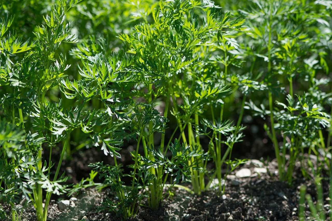 Companion planting with carrots: companion plants, antagonistic plants